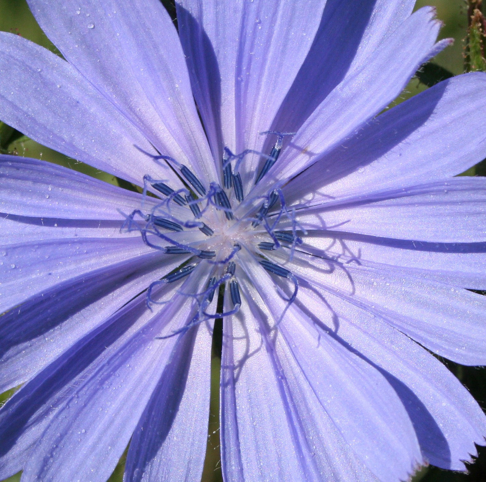 Wegwarte/Chicory Wegwarte/Chicory